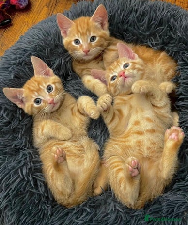 Mixed Breed cats GORGEOUS KITTENS - Advert 1