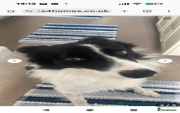 Border Collie dogs for sale: I’m bob  - Image 2