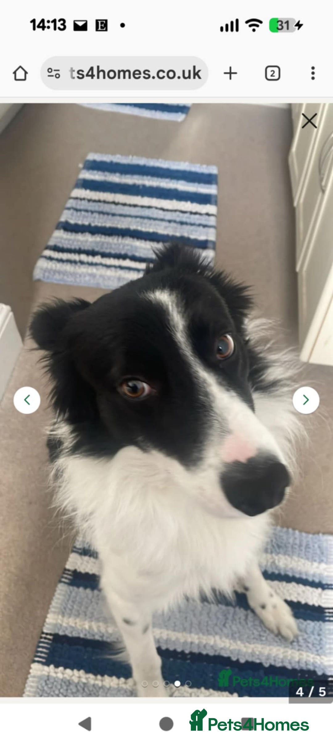 Border Collie dogs for sale: I’m bob  - Image 2