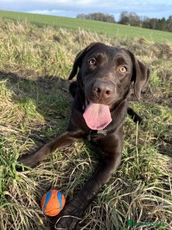 Labrador Retriever dogs Beautiful Chocolate Labradors - Advert 2