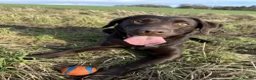 Labrador Retriever dogs for sale: Beautiful Chocolate Labradors in Linlithgow - Advert 2