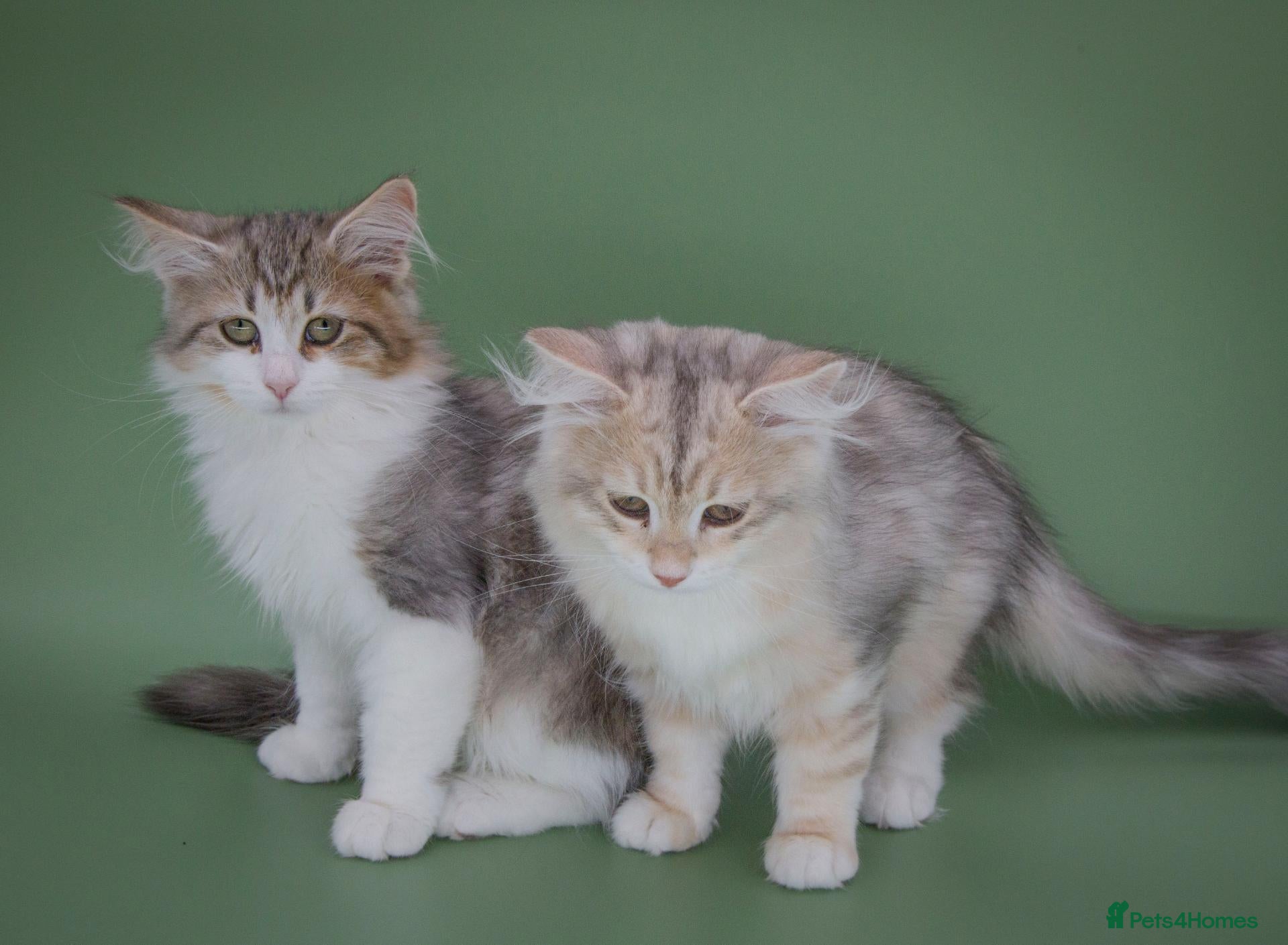 Siberian cats TICA Registered Girls - Ready Now - Advert 2