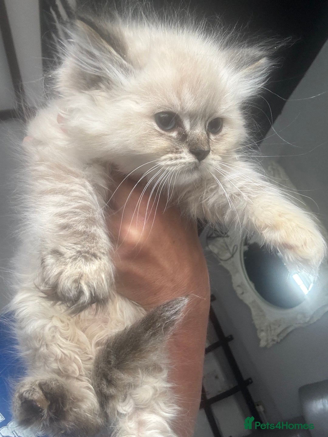 Ragdoll cats for sale: Champion bloodlines Ready for their loving homes - Image 23