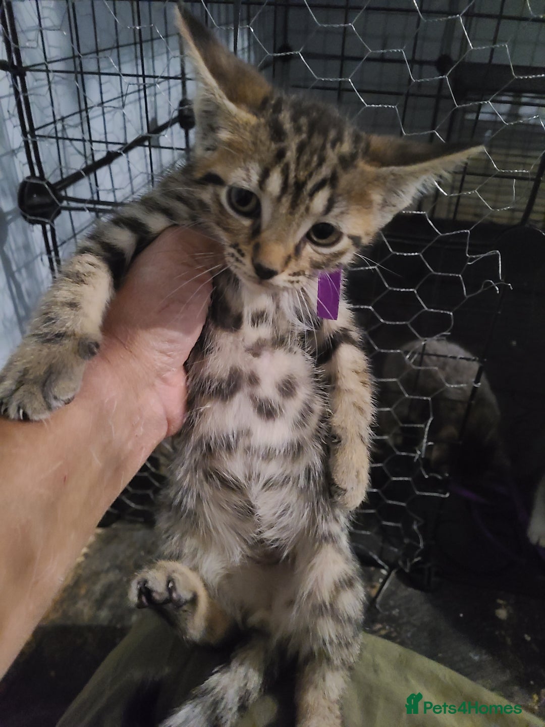 Ragdoll cats for sale: Kittens for sale - Image 10
