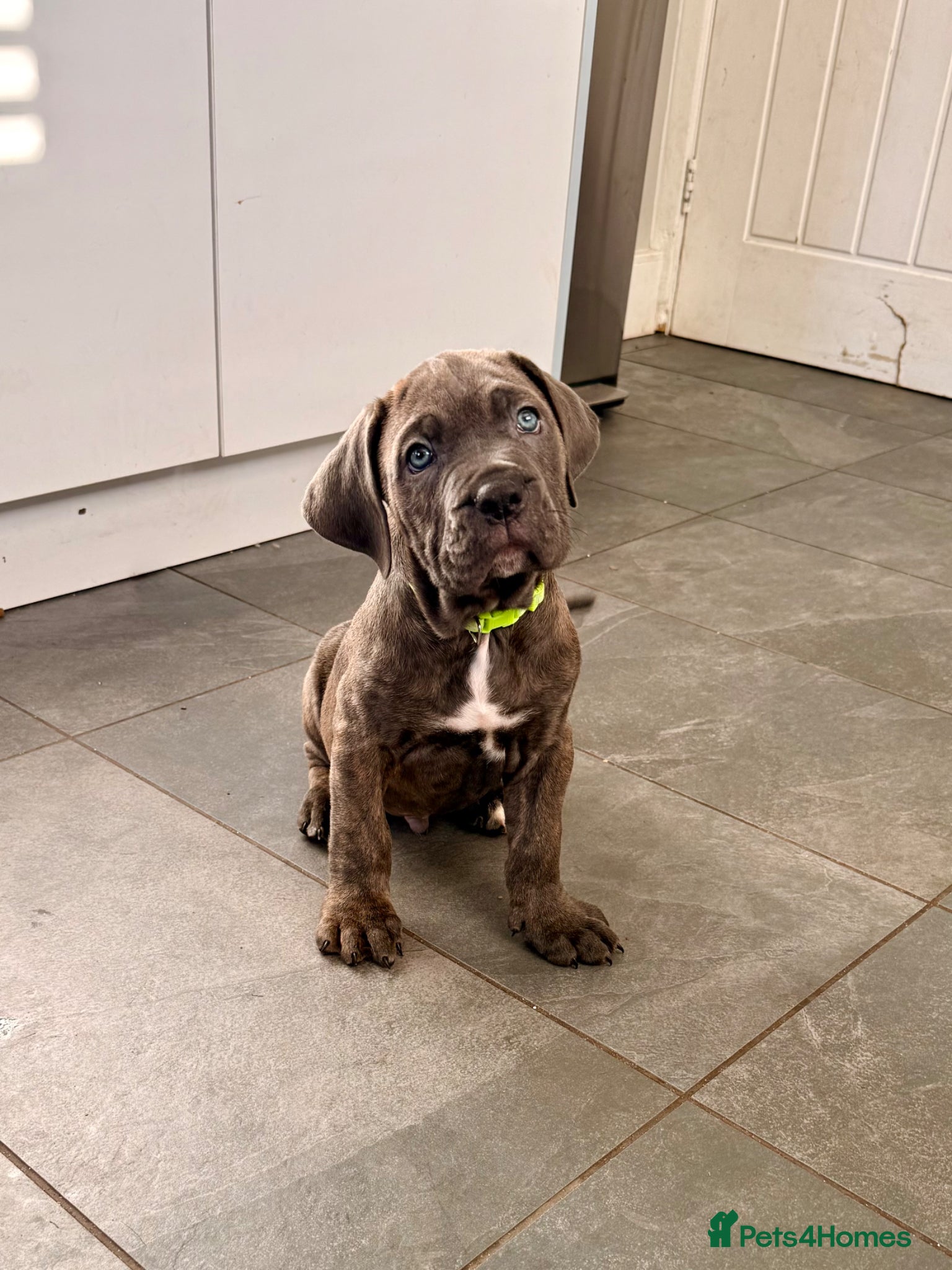 Cane Corso dogs Exceptional Cane Corso Puppies – Elite Bloodlines - Advert 1