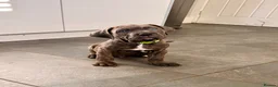 Cane Corso dogs for sale: Brutus(X-Man) World Winner line Cane Corso Puppies - Advert 6