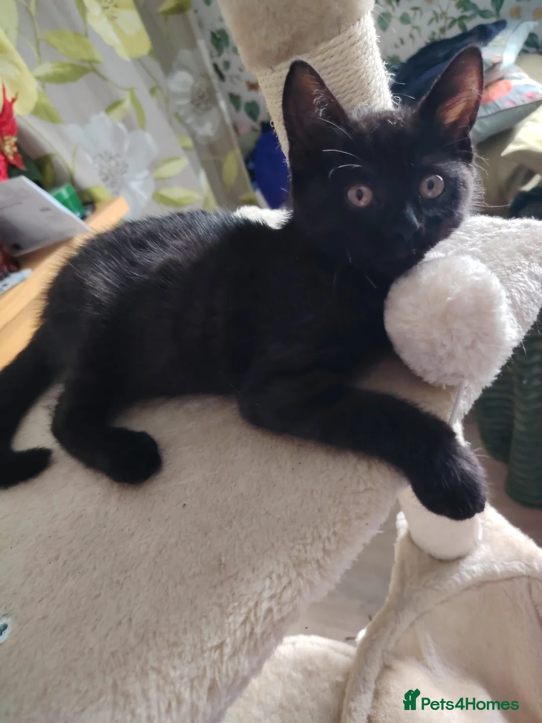 British Shorthair cats for sale: Beautifull kitten  - Advert 2