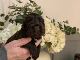 Cocker Spaniel dogs Show type cocker spaniels puppies - Advert 8