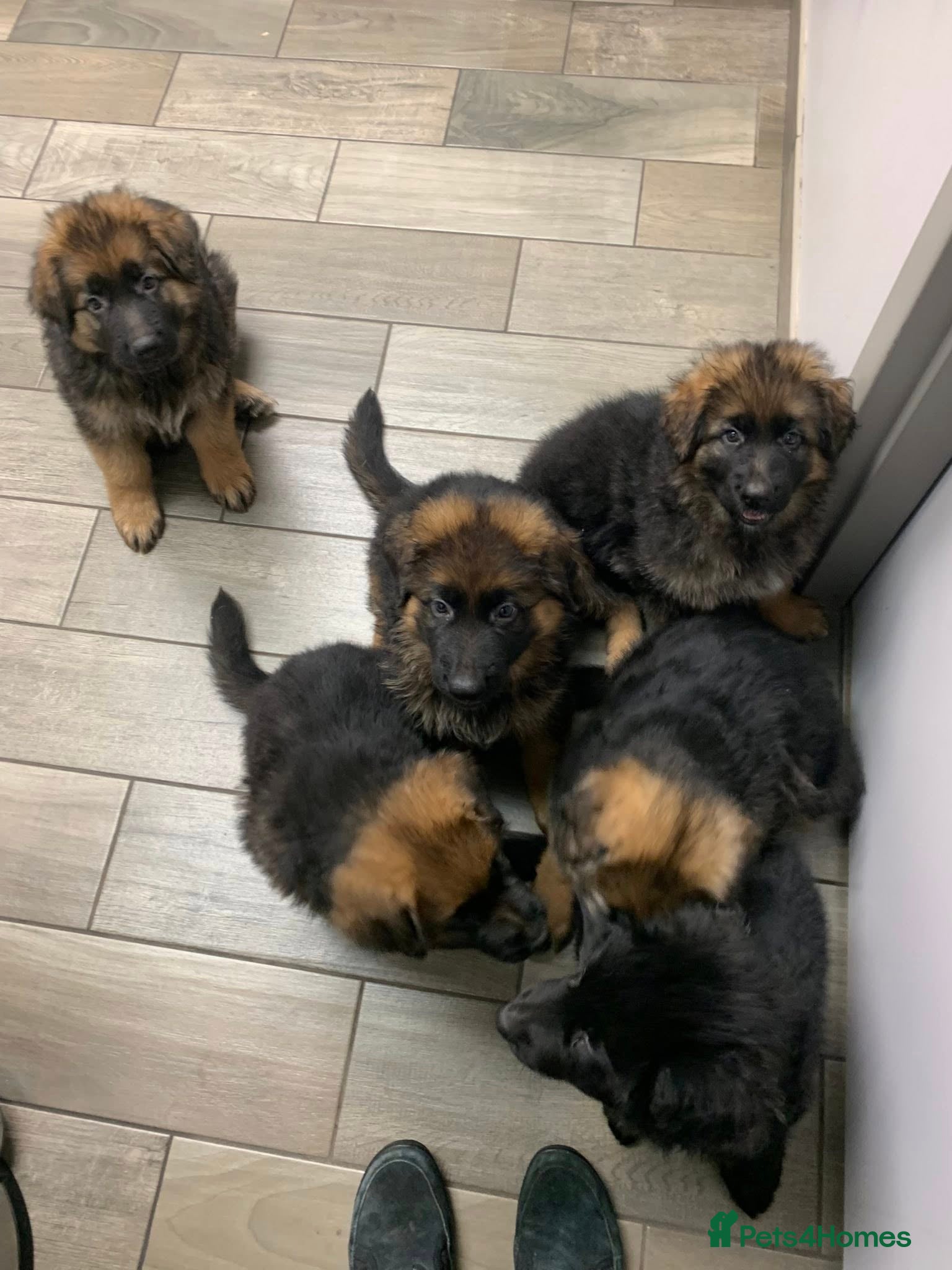 German Shepherd dogs For sale German Shepherd puppies - Advert 2