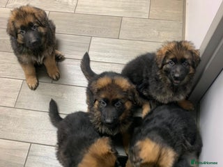 German Shepherd dogs For sale German Shepherd puppies - Advert 2