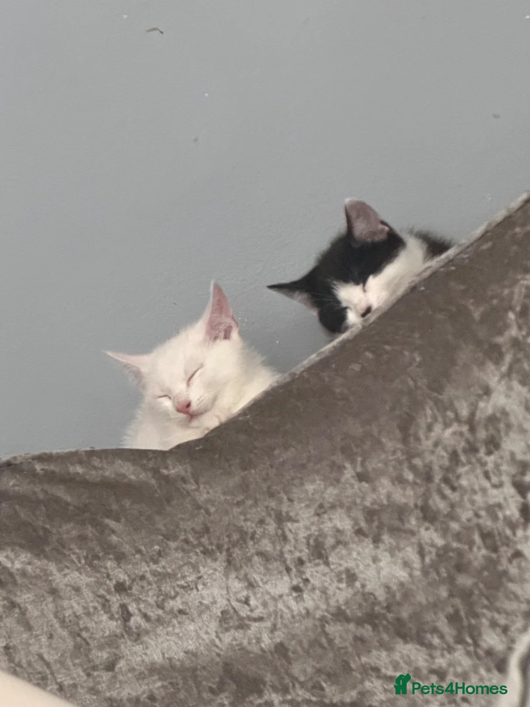 Mixed Breed cats for sale: Two male kittens 8 weeks old - Advert 2