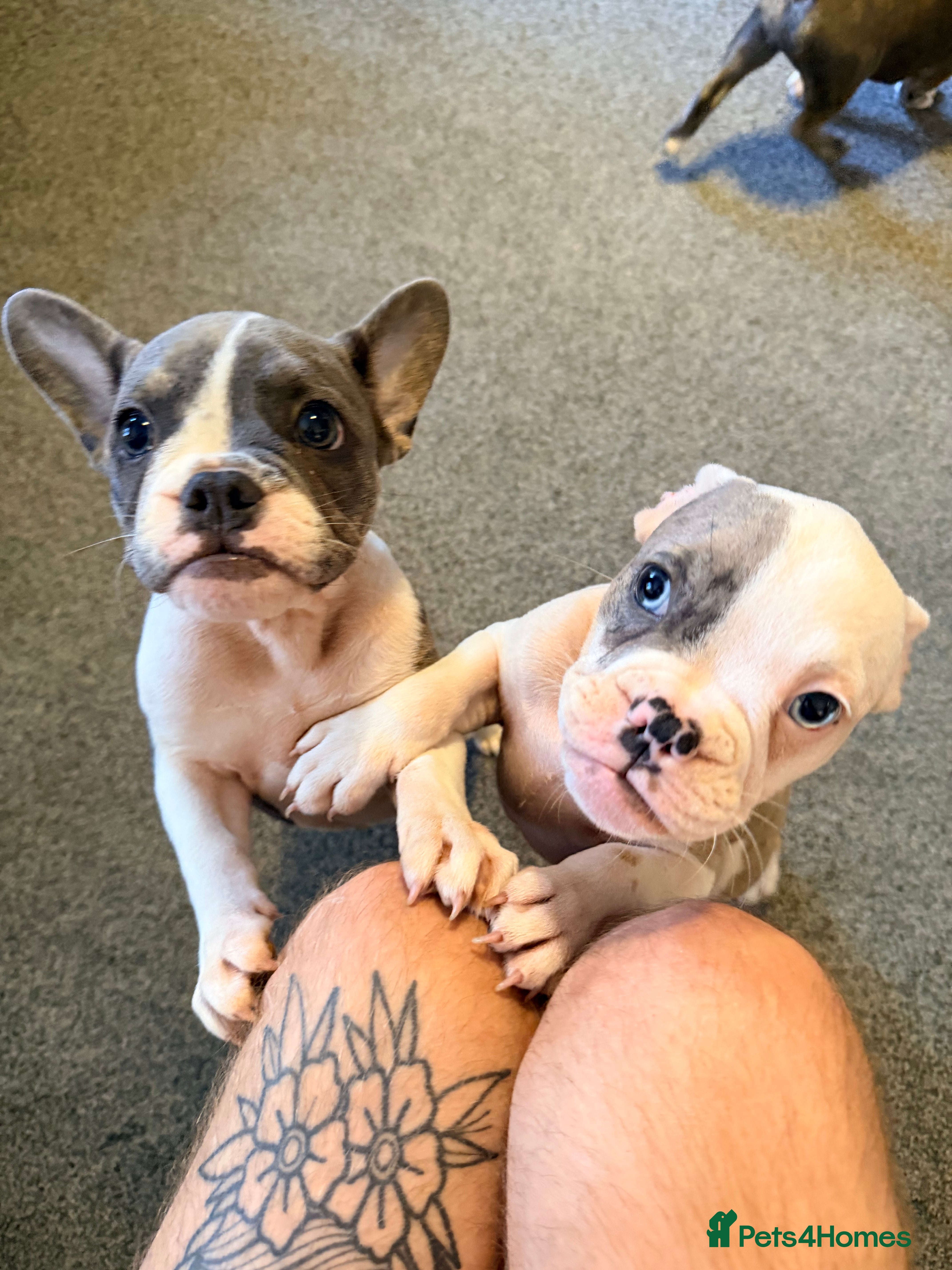 Mixed Breed dogs English Bulldog X French Bulldog Hybrids - Advert 2