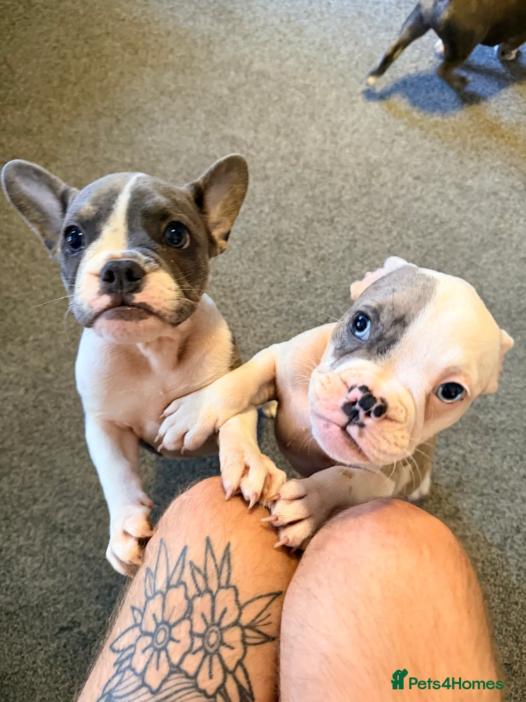 Mixed Breed dogs for sale: English Bulldog X French Bulldog Hybrids - Advert 2