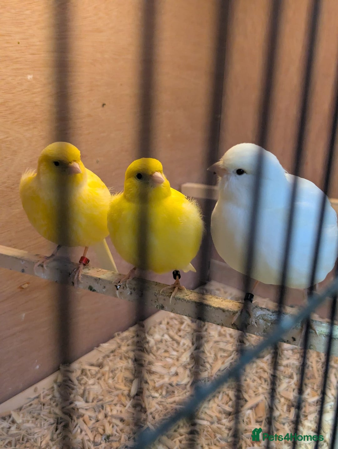 Canaries birds for sale: Fife canarys  - Advert 7