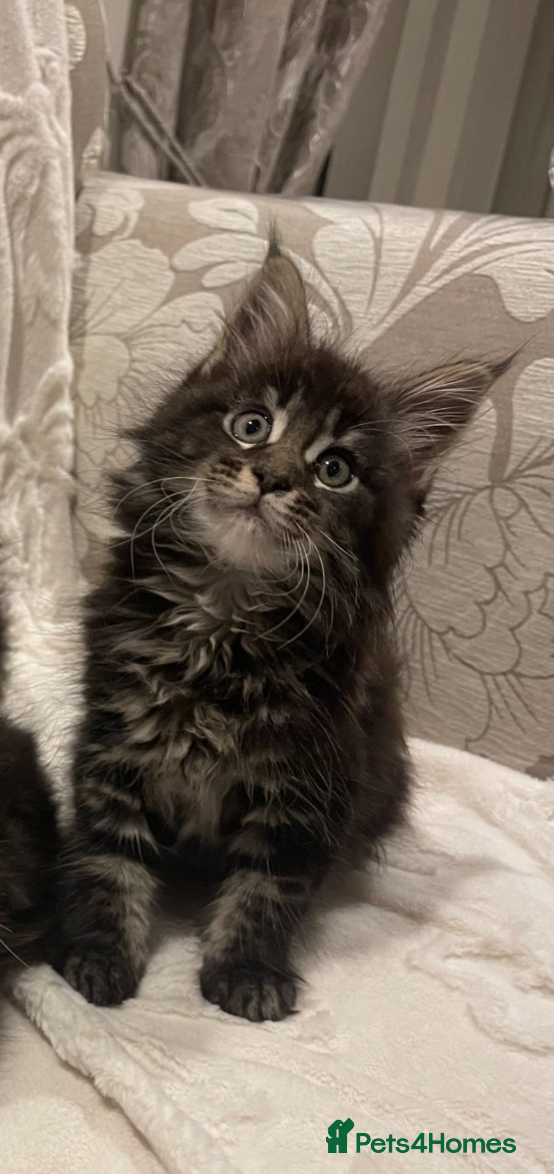 Maine Coon cats for sale: ✨pedigree maine coon kittens - Extra Large lines ✨ - Advert 11