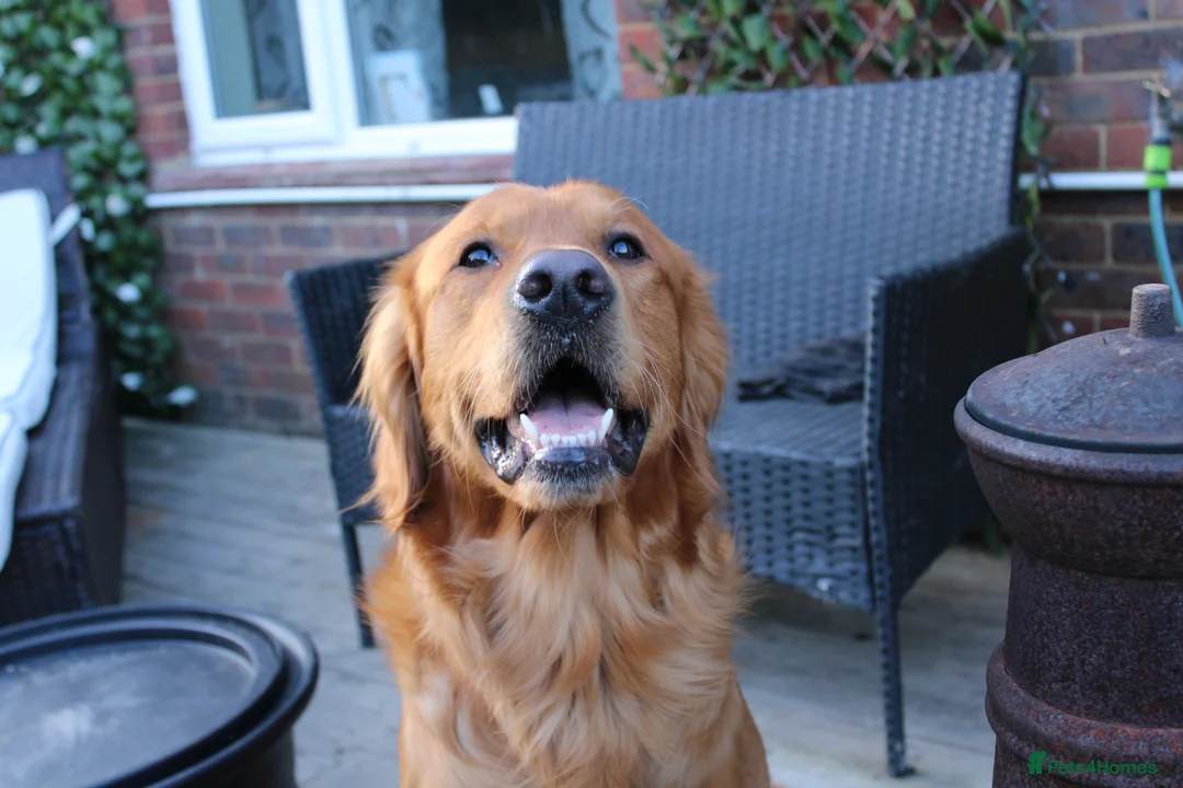 Golden Retriever dogs for stud: KC registered Golden retriever for stud - Advert 2