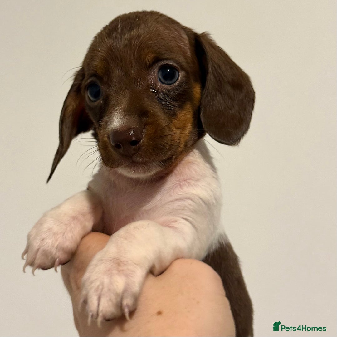 Miniature Dachshund dogs for sale: KC Registered Miniature Dachshund Puppies ❤️ - Advert 10