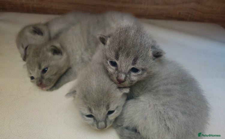 Russian Blue cats - Advert 2