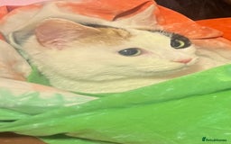 Domestic Shorthair cats for sale: Stella not microchipped - Image 3