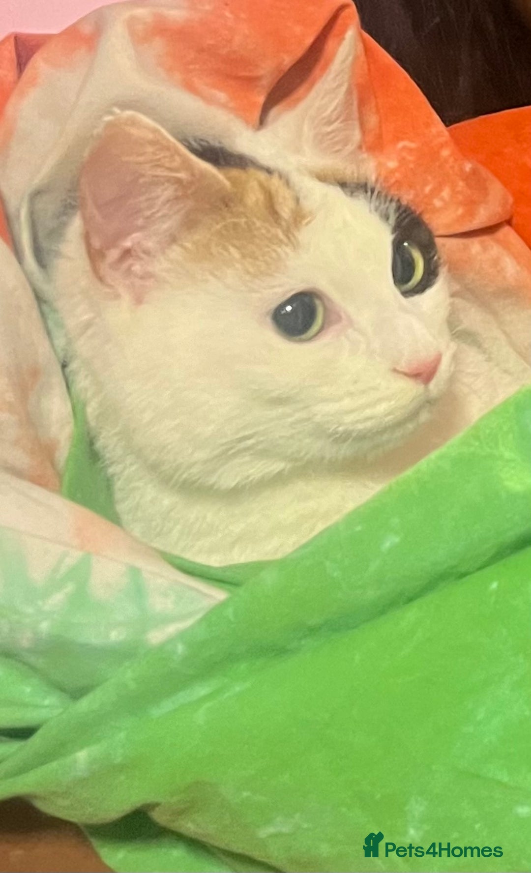 Domestic Shorthair cats for sale: Stella not microchipped - Image 3