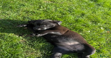 Mixed Breed dogs - Advert 5