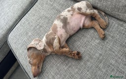 Dachshund dogs for sale: 5 month miniature dachshund puppy - Image 3