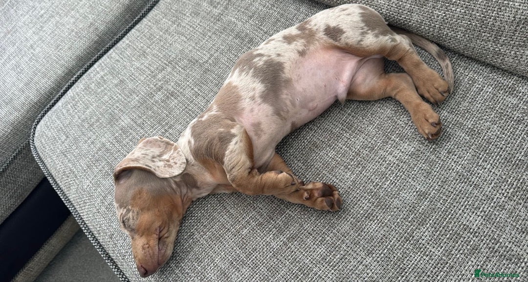 Dachshund dogs for sale: 5 month miniature dachshund puppy - Image 3