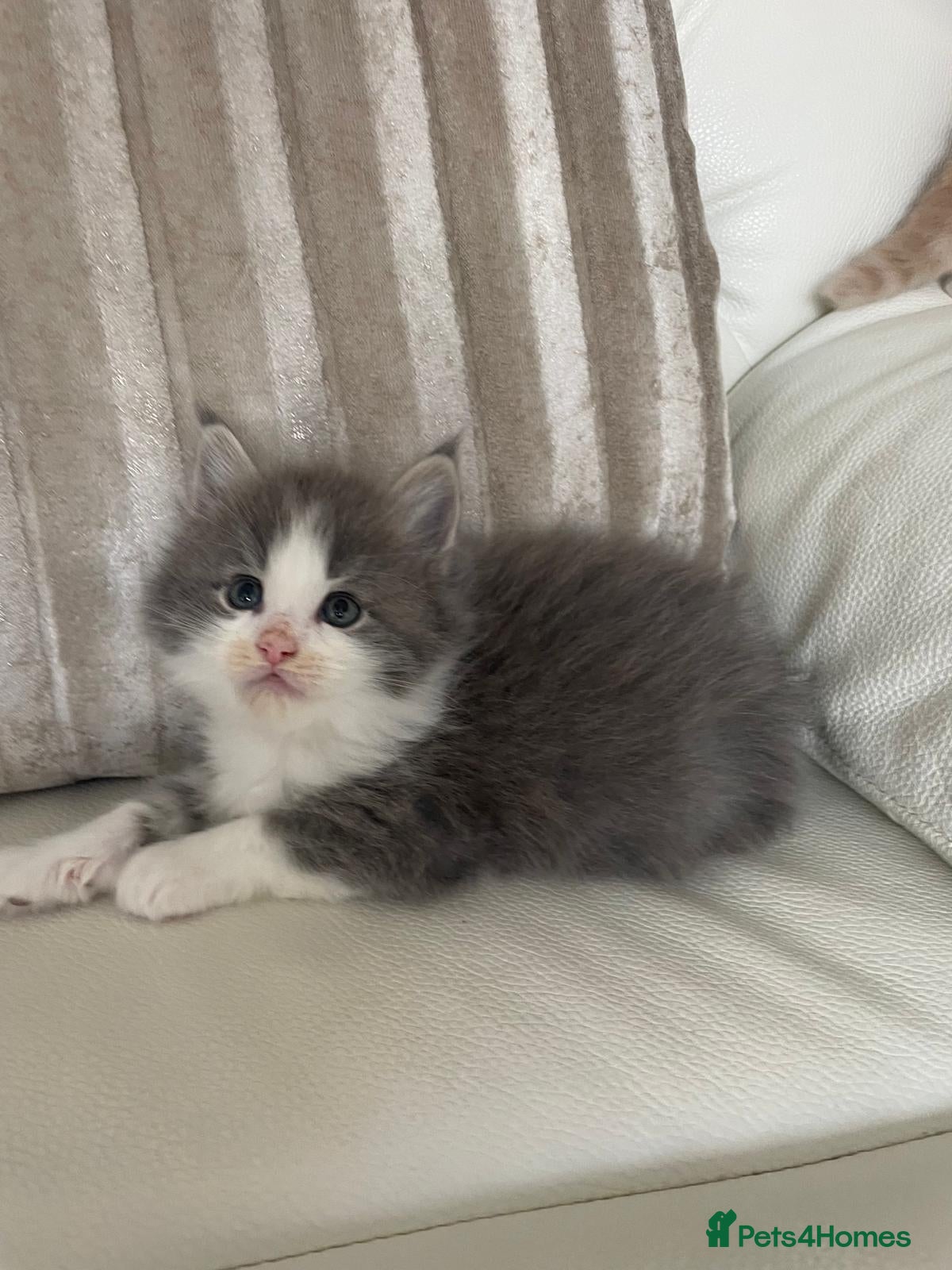 Mixed Breed cats Maine Coon cross long hair Ragdoll Kittens  - Advert 1