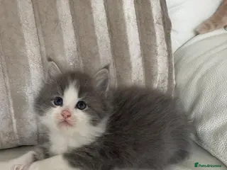 Mixed Breed cats Maine Coon cross long hair Ragdoll Kittens - Advert 1