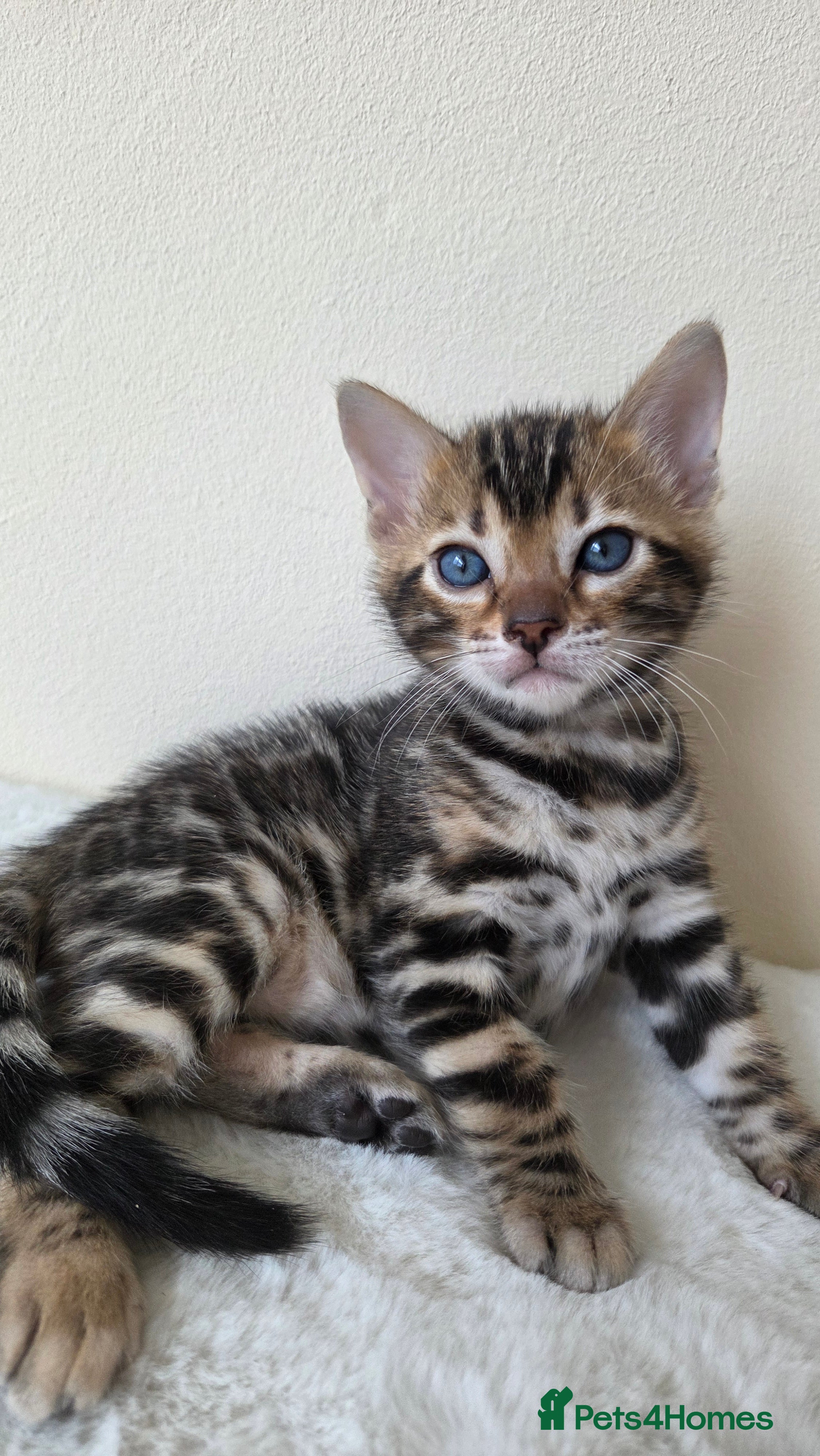 Bengal cats TICA-registered Bengal kitten available, last one! - Advert 4