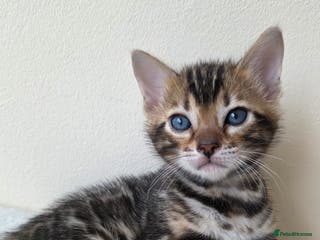 Bengal cats TICA-registered Bengal kitten available, last one! - Advert 4