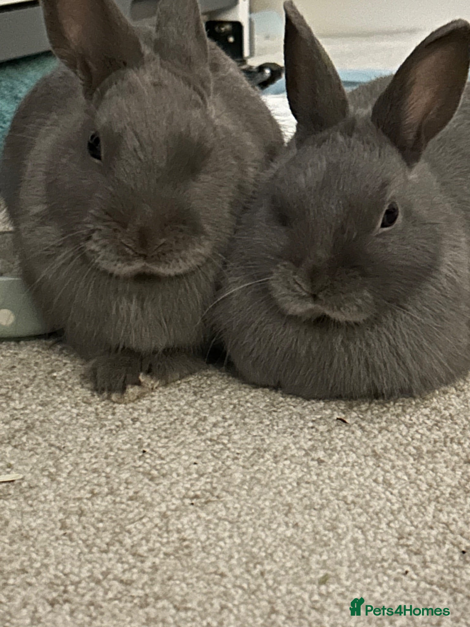 Netherland Dwarf rabbits Brother and sister bonded Netherland dwarfs - Advert 1