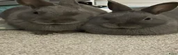 Netherland Dwarf rabbits for sale: Brother and sister bonded Netherland dwarfs - Advert 1