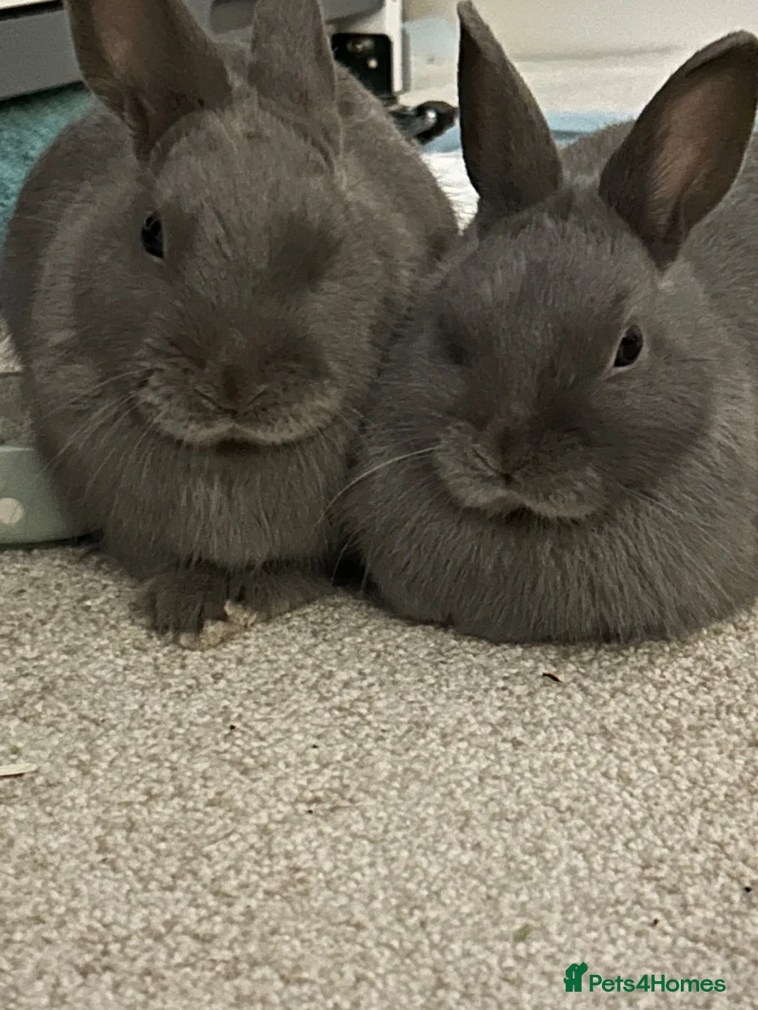Netherland Dwarf rabbits for sale: Brother and sister bonded Netherland dwarfs - Advert 1