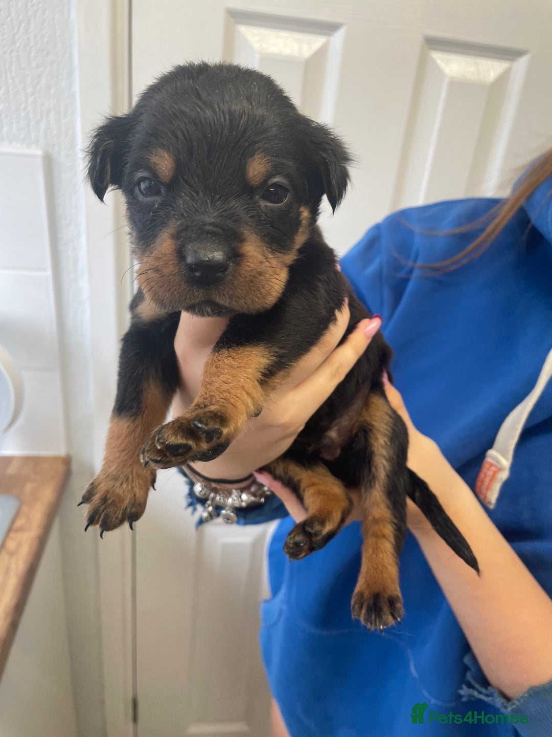 Rottweiler dogs for sale: Rottweiler puppies - Image 18