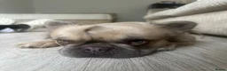 French Bulldog dogs for stud: Mufasa - Advert 4
