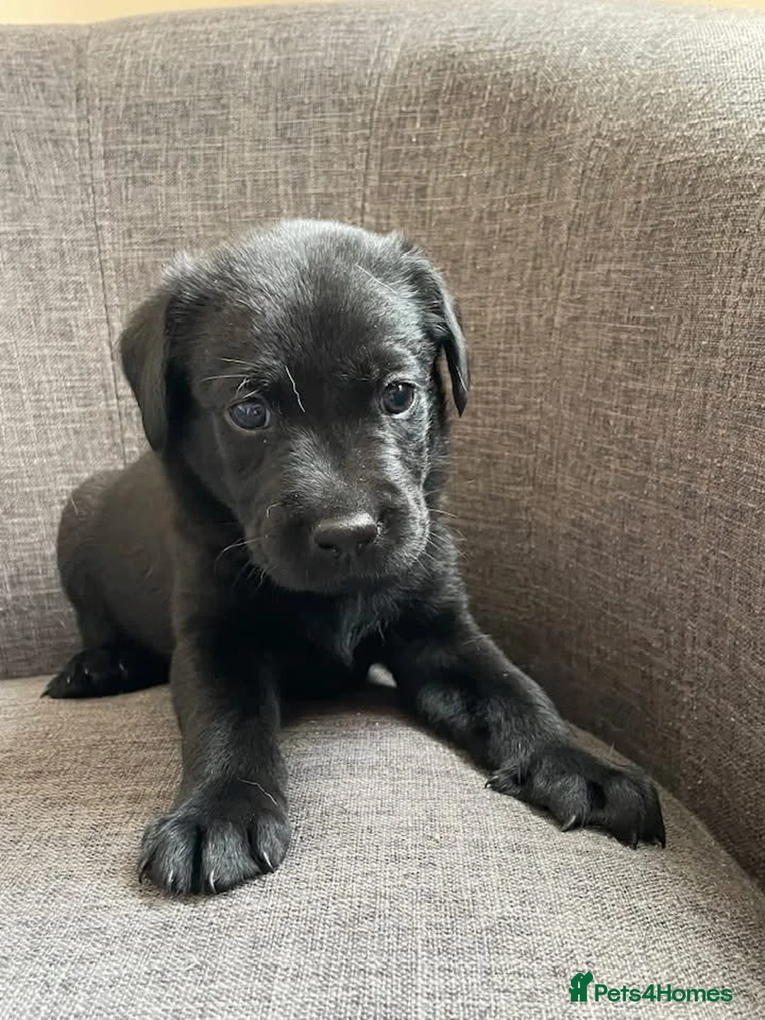 Labrador Retriever dogs for sale: Labrador Puppies  - Advert 10