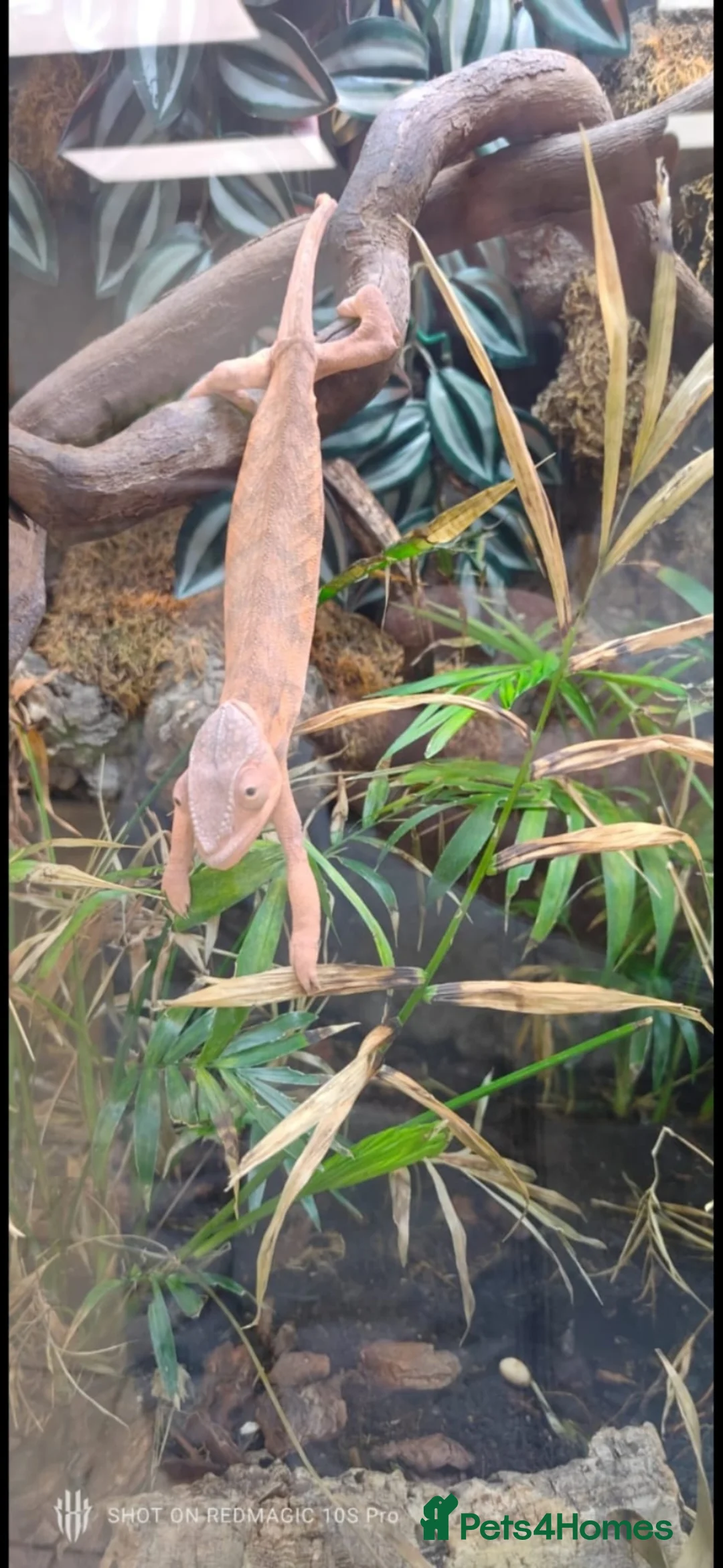 Chameleon reptiles for sale: Female panther chameleon in Rushden - Advert 1