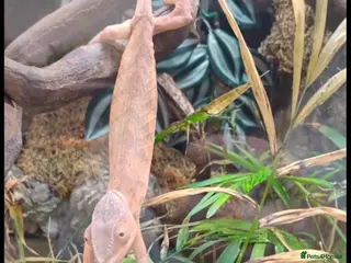 Chameleon reptiles Female panther chameleon - Advert 8