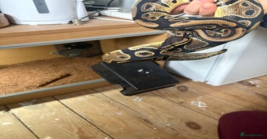 Python Snake reptiles - Advert 5