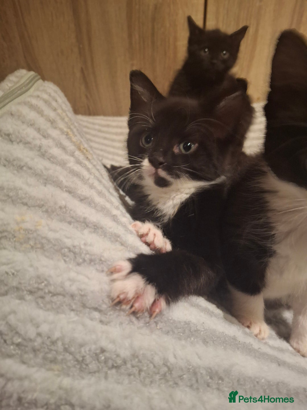 Mixed Breed cats for sale: Beautiful kittens for sale.  - Advert 19