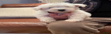 West Highland Terrier Puppy 1