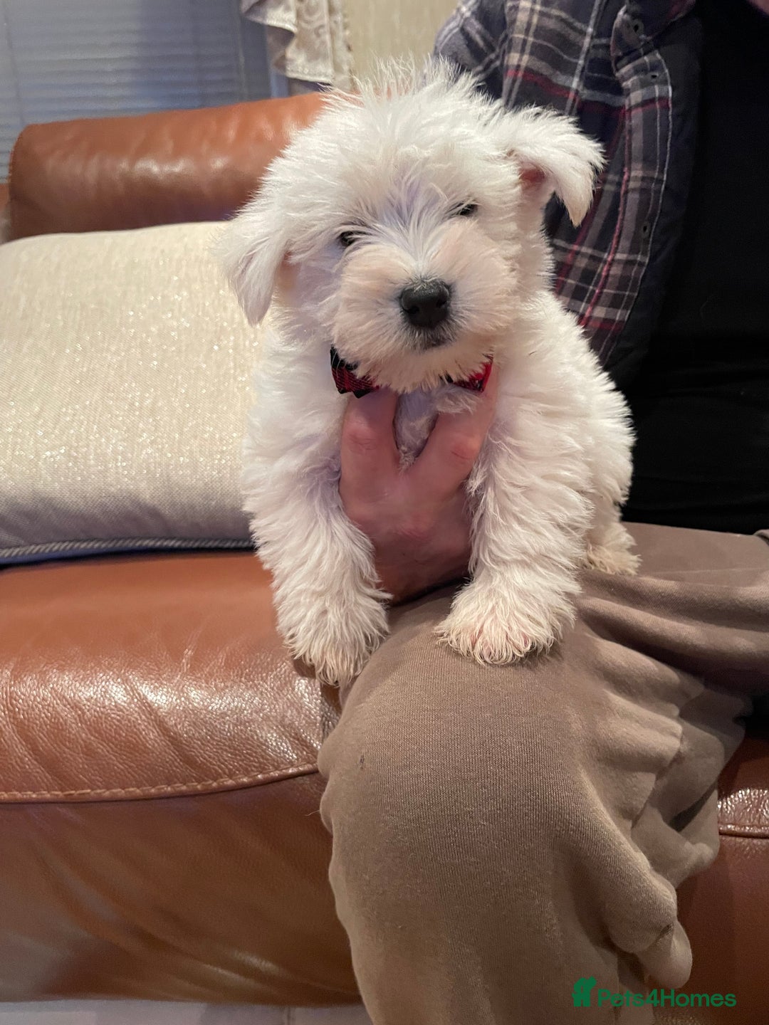 West Highland Terrier dogs for sale: West highland terrier  - Advert 17