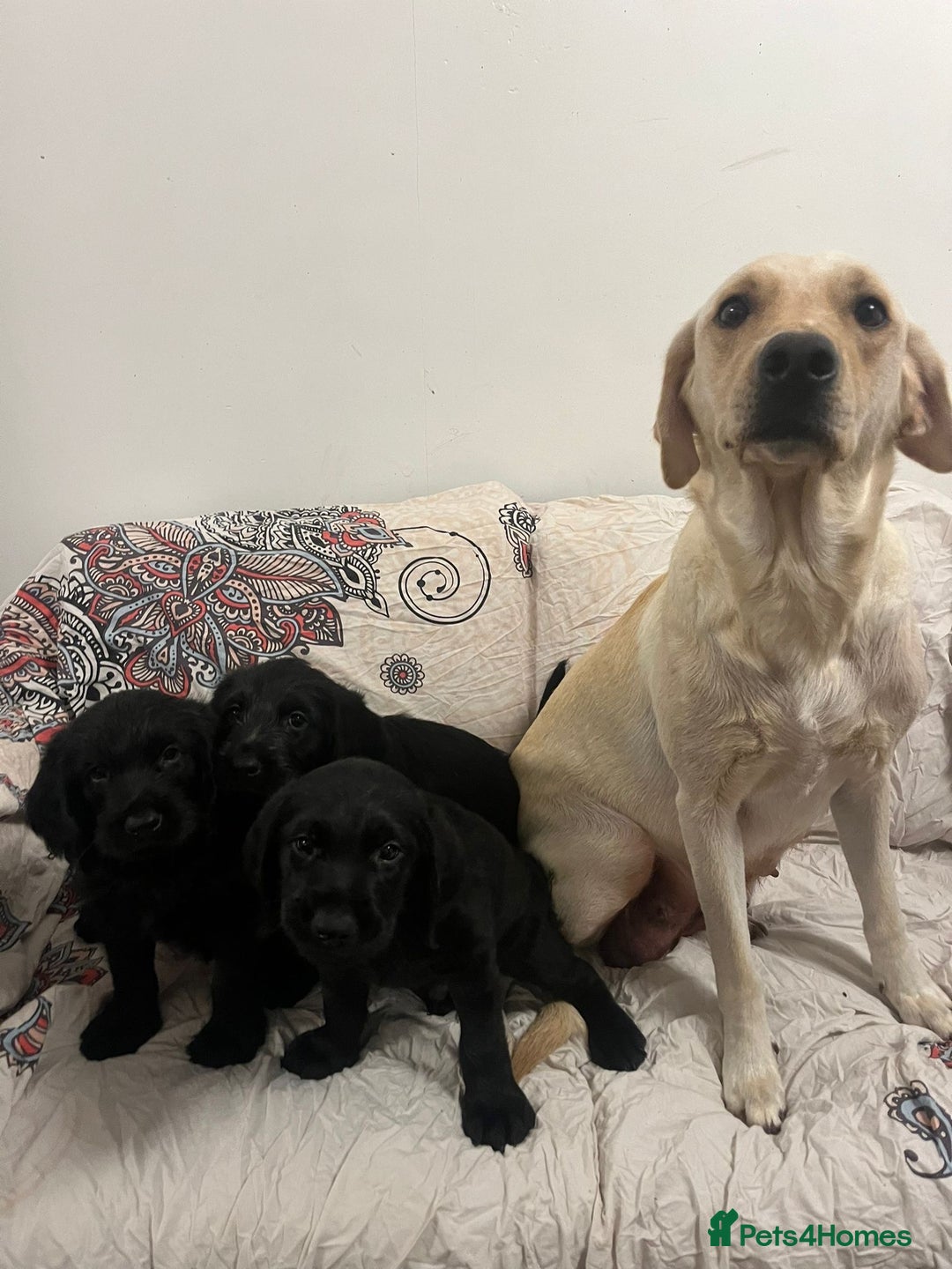 Labradoodle dogs for sale: Lovely Labradoodle puppies! 🐶  - Advert 5