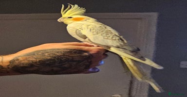 Cockatiels birds - Advert 4