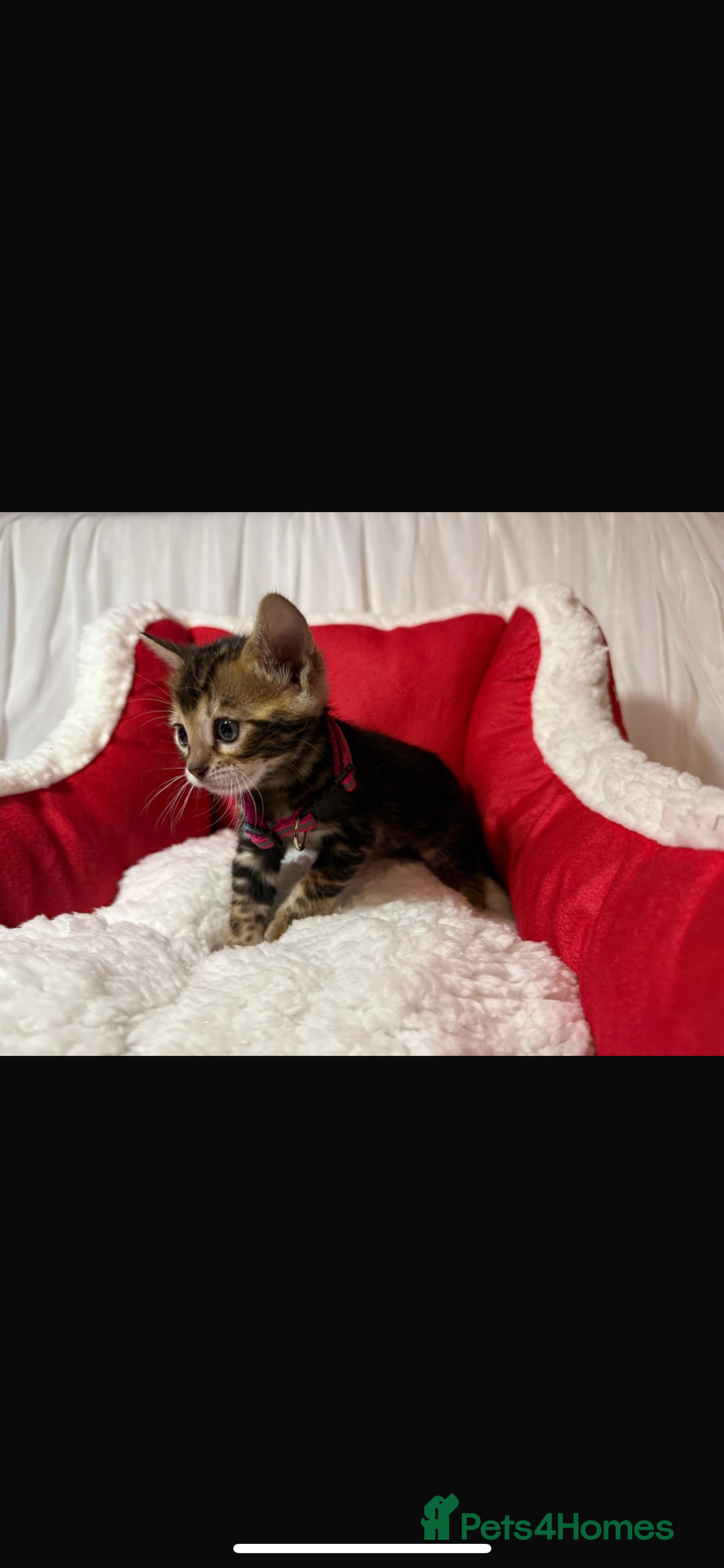 Bengal cats for sale: 🐆Bella's Bengals🐆 - Advert 7