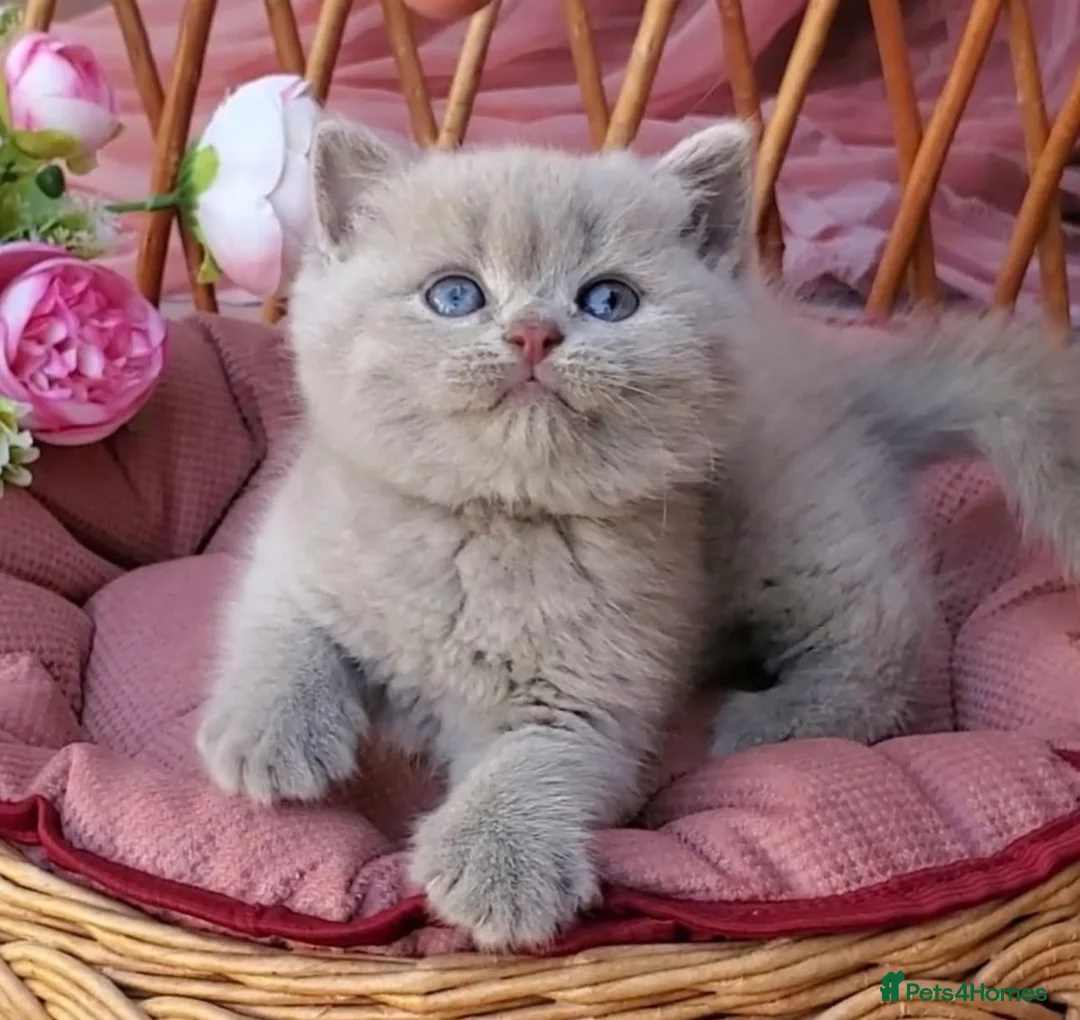 British Shorthair cats for sale: Beautiful chunky lilac British shorthair kittens - Advert 2