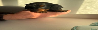 Miniature Dachshund Puppy 4