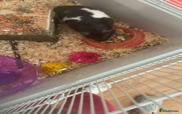 Hamster rodents for sale: Male Syrian Hamster (Black and White) - Image 6