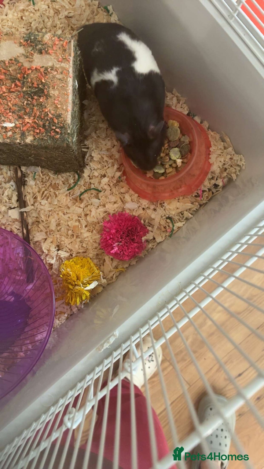 Hamster rodents for sale: Male Syrian Hamster (Black and White) - Image 6